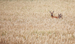 Roe Deer _AFTO 123