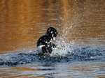 Tufted Duck