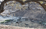 Black Storks