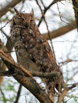 Greyish Eagle-owl portfolio