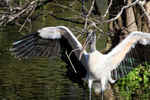 Wood Stork with wings spread, Wakodahatchee Wetlands, Florida
