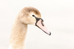 Cygnet at Attenborough