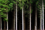 Pine Trees 02
