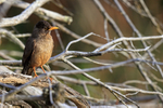 Falkland (Austral) Thrush early morning, Carcass Island, Falklands
