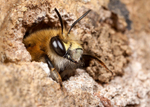 Anthophora  plumipes (m)