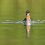 Red-necked Phalarope (female), Iceland