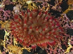 Urticina felina