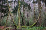 New Forest Tall Trees 11
