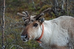 Reindeer