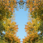 24th October Autumn Glory