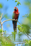 Red-and-green Macaw portfolio