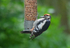 Great Spotted Woodpecker juvenile