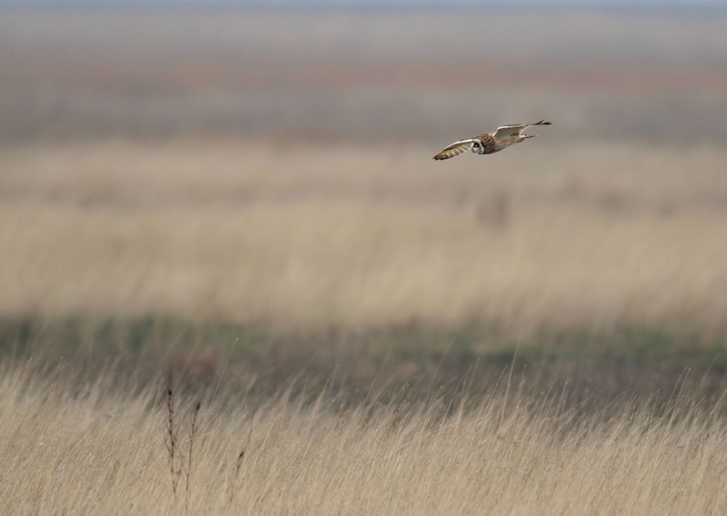 Short Eared Owl