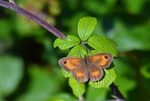 Gatekeeper