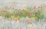 SEPTEMBER FROST -  NORFOLK COUNTY