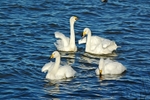 Whooper Swans