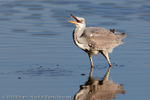 Grey Heron (Ardea cinerea) portfolio