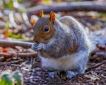 No.0092 Gray Squirrel