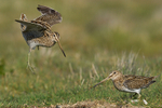 Patagonian Snipe