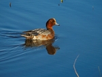 Wigeon