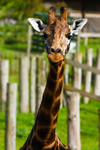 Giraffe - 2248_00004