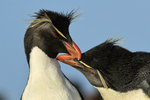 Rockhopper Penguins preening each other, Sea Lion Island, Falklands