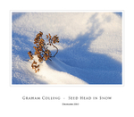Seed Head in Snow