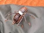 Armoured Bush Cricket - SA