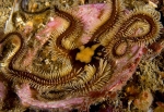 Ophiocomina nigra