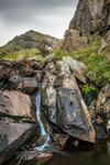 White Pike