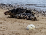 Atlantic Grey Seal