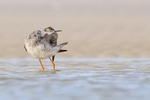 Greater Yellowlegs preening underwing feathers, Fort De Soto, Florida