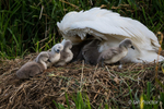 Swan & Cygnets - Under the wing 1