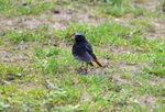 Black Redstart