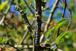 Migrant Hawker