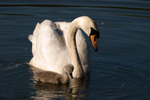 Mute Swan