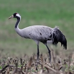 Common Crane (Grus grus)
