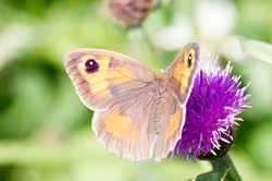 Meadow Brown
