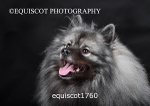 equiscot1760