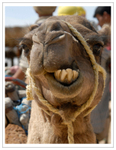 Douz camel head detail border