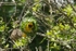 Southern Masked Weaver - SA
