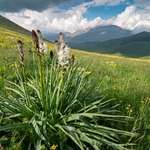 White asphodel  (Asphodelus albus)