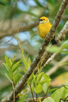 Silver-throated Tanager perched, El Silencio Lodge, Costa Rica