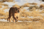 Puma Dania running, low angle view, Torres del Paine, Chile