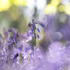 Bluebell Light