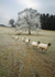 Sheep in Chatsworth Park