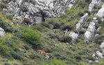 Cerf et biche