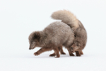 Arctic Foxes interacting, Hornstrandir, Iceland