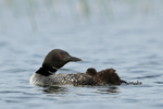 Common Loon watches chick struggling to climb on back, Minnesota