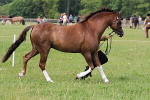 SIAL3106